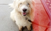 method-pet-photo-contest-image