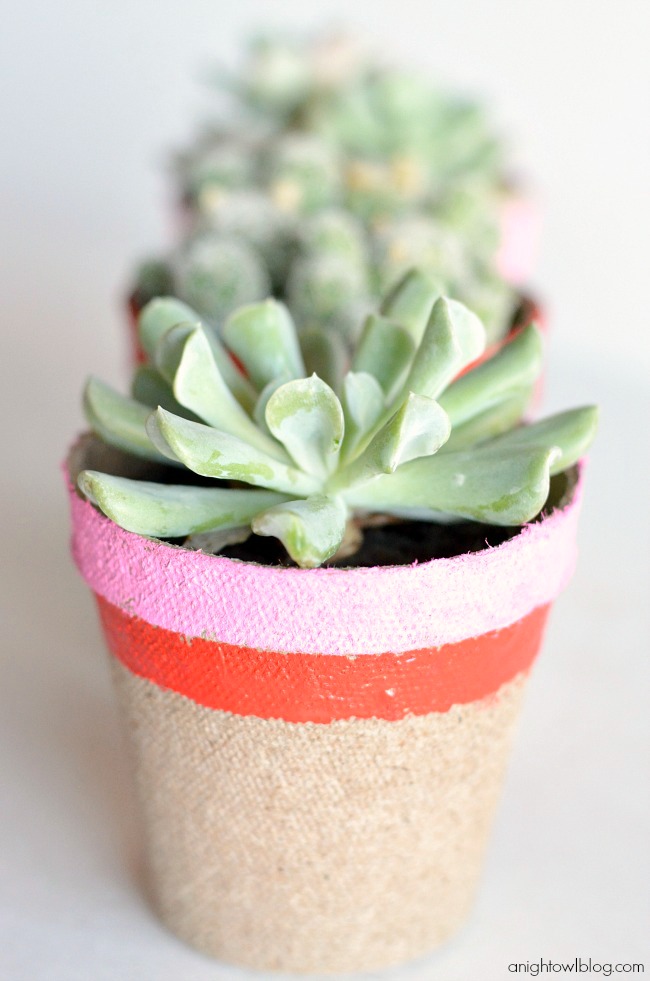 Little succulent plants, what a sweet and easy Valentine's Day gift!